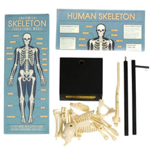 Load image into Gallery viewer, Skeleton model