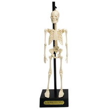 Load image into Gallery viewer, Skeleton model